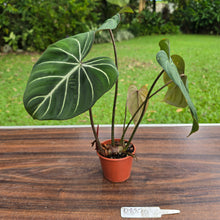 Load image into Gallery viewer, #R882 Philodendron Gloriosum