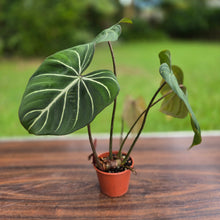 Load image into Gallery viewer, #R882 Philodendron Gloriosum