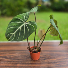 Load image into Gallery viewer, #R882 Philodendron Gloriosum