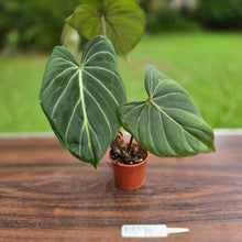 Load image into Gallery viewer, #R882 Philodendron Gloriosum