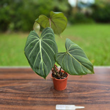 Load image into Gallery viewer, #R882 Philodendron Gloriosum