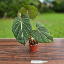 Load image into Gallery viewer, #R882 Philodendron Gloriosum