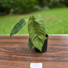 Load image into Gallery viewer, #R91 Philodendron Sharoniae