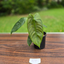 Load image into Gallery viewer, #R91 Philodendron Sharoniae