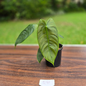 #R91 Philodendron Sharoniae