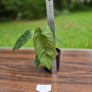 #R91 Philodendron Sharoniae