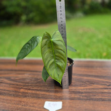 Load image into Gallery viewer, #R91 Philodendron Sharoniae