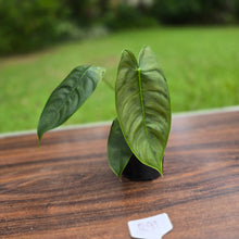 Load image into Gallery viewer, #R91 Philodendron Sharoniae