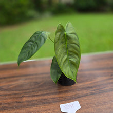 Load image into Gallery viewer, #R91 Philodendron Sharoniae
