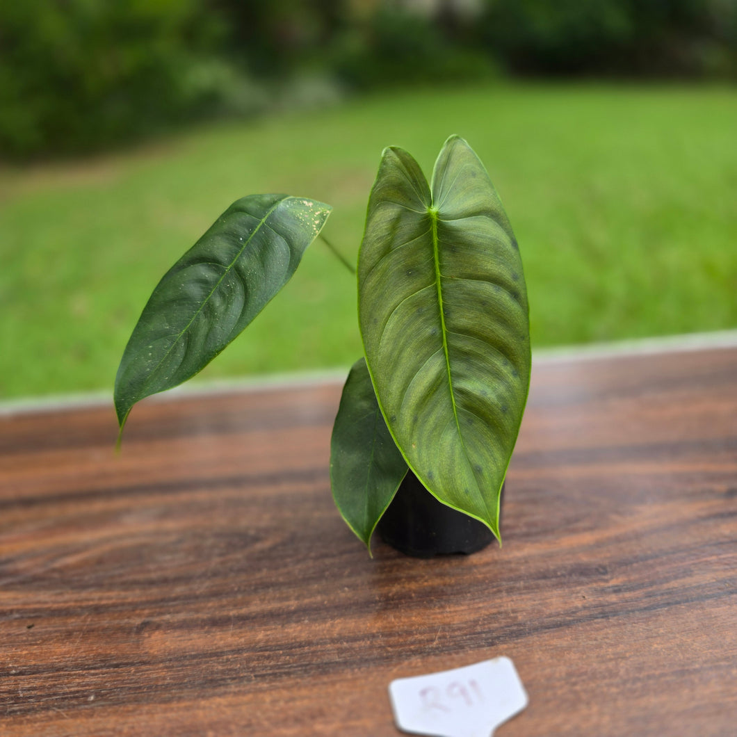 #R91 Philodendron Sharoniae