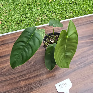 #R91 Philodendron Sharoniae