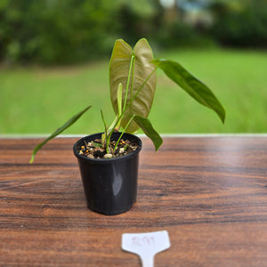 #R91 Philodendron Sharoniae