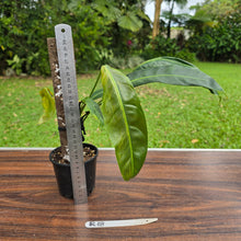 Load image into Gallery viewer, #R18 Philodendron Patriciae