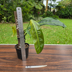 #R18 Philodendron Patriciae