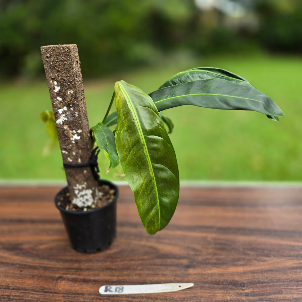 #R18 Philodendron Patriciae