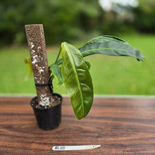 Load image into Gallery viewer, #R18 Philodendron Patriciae