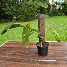 Load image into Gallery viewer, #R18 Philodendron Patriciae