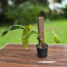 Load image into Gallery viewer, #R18 Philodendron Patriciae