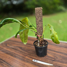 Load image into Gallery viewer, #R18 Philodendron Patriciae