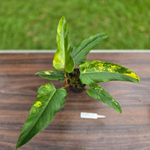 Load image into Gallery viewer, #R89 Variegated Philodendron Domesticum