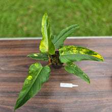 Load image into Gallery viewer, #R89 Variegated Philodendron Domesticum