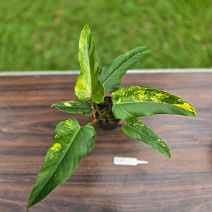 #R89 Variegated Philodendron Domesticum
