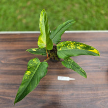 Load image into Gallery viewer, #R89 Variegated Philodendron Domesticum