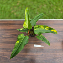 Load image into Gallery viewer, #R89 Variegated Philodendron Domesticum