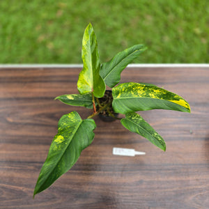 #R89 Variegated Philodendron Domesticum