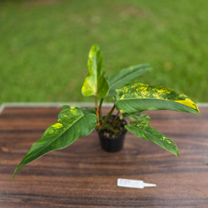 #R89 Variegated Philodendron Domesticum