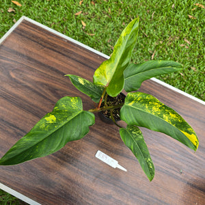 #R89 Variegated Philodendron Domesticum