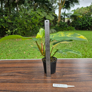 #R89 Variegated Philodendron Domesticum