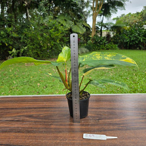 #R89 Variegated Philodendron Domesticum