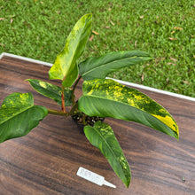 Load image into Gallery viewer, #R89 Variegated Philodendron Domesticum