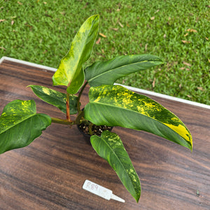 #R89 Variegated Philodendron Domesticum
