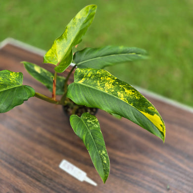 #R89 Variegated Philodendron Domesticum