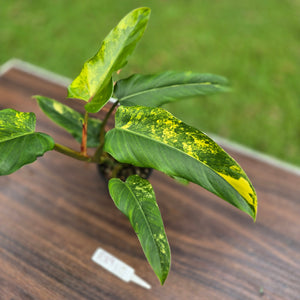 #R89 Variegated Philodendron Domesticum