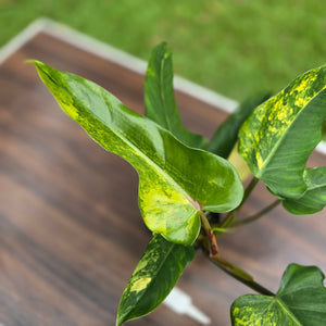 #R89 Variegated Philodendron Domesticum