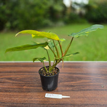 Load image into Gallery viewer, #R89 Variegated Philodendron Domesticum