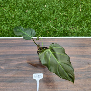 #G10 Philodendron Corsinianum / Bronze Shield