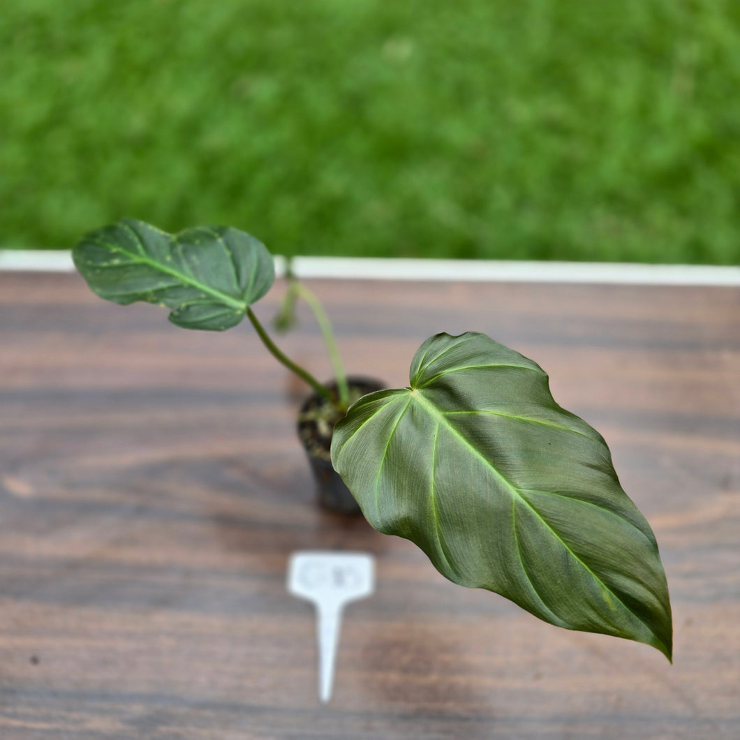 #G10 Philodendron Corsinianum / Bronze Shield