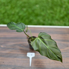 Load image into Gallery viewer, #G10 Philodendron Corsinianum / Bronze Shield