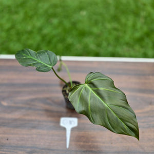 #G10 Philodendron Corsinianum / Bronze Shield