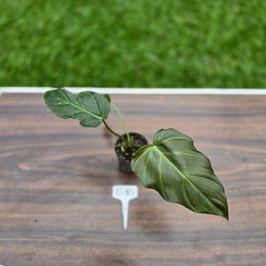 #G10 Philodendron Corsinianum / Bronze Shield