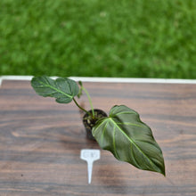 Load image into Gallery viewer, #G10 Philodendron Corsinianum / Bronze Shield