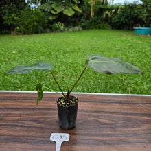 Load image into Gallery viewer, #G10 Philodendron Corsinianum / Bronze Shield