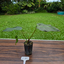 Load image into Gallery viewer, #G10 Philodendron Corsinianum / Bronze Shield