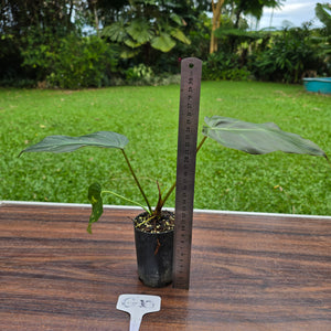 #G10 Philodendron Corsinianum / Bronze Shield