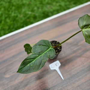 #G10 Philodendron Corsinianum / Bronze Shield