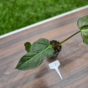 #G10 Philodendron Corsinianum / Bronze Shield